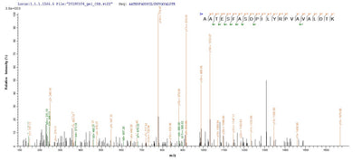 Based on the SEQUEST from database of E.coli host and target protein, the LC-MS/MS Analysis result of this product could indicate that this peptide derived from E.coli-expressed Rattus norvegicus (Rat) Pkm.Recombinant Rat Pyruvate Kinase Pkm (PKM) Protein (His&Myc)