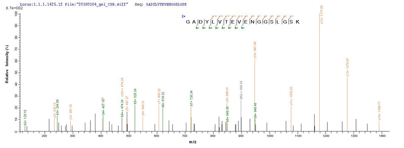 Based on the SEQUEST from database of E.coli host and target protein, the LC-MS/MS Analysis result of this product could indicate that this peptide derived from E.coli-expressed Rattus norvegicus (Rat) Pkm.Recombinant Rat Pyruvate Kinase Pkm (PKM) Protein (His&Myc)