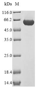 Greater than 85% as determined by SDS-PAGE.Recombinant Rat Pyruvate Kinase Pkm (PKM) Protein (His&Myc)