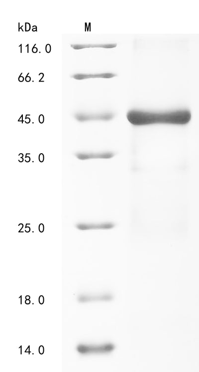 Greater than 85% as determined by SDS-PAGE.