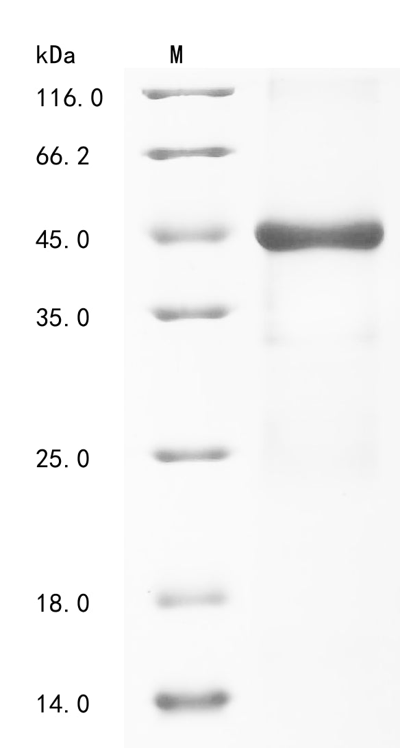 Greater than 85% as determined by SDS-PAGE.