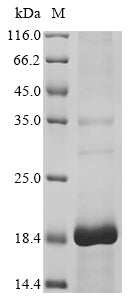 Greater than 85% as determined by SDS-PAGE.Recombinant Apis Mellifera Phospholipase A2 (BVPLA2) Protein (His)