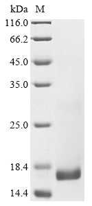 Greater than 90% as determined by SDS-PAGE.Recombinant Crotalus Atrox Phospholipase A2 (SVPLA2) Protein (His&Myc)