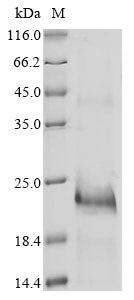 Greater than 85% as determined by SDS-PAGE.Recombinant Hydrophis Schistosus Basic Phospholipase A2 (SVPLA2) Protein (His&Myc)
