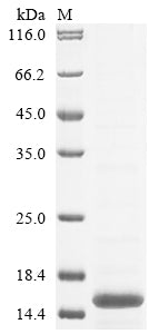 Greater than 85% as determined by SDS-PAGE.