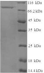 Greater than 90% as determined by SDS-PAGE.