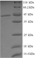 Greater than 90% as determined by SDS-PAGE.