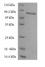 Greater than 90% as determined by SDS-PAGE.