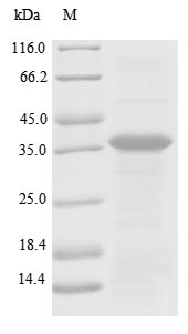 Greater than 85% as determined by SDS-PAGE.Recombinant Human Plasminogen (PLG) Protein (His)
