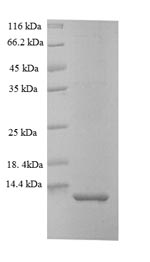 Greater than 90% as determined by SDS-PAGE.
