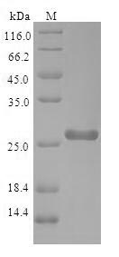 Greater than 90% as determined by SDS-PAGE.