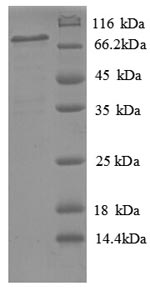 Greater than 90% as determined by SDS-PAGE.