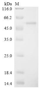 Greater than 90% as determined by SDS-PAGE.Recombinant Mouse Phospholipid Transfer Protein (PLTP) Protein (His)