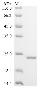 Greater than 90% as determined by SDS-PAGE.Recombinant Human Plexin-B1 (PLXNB1) Protein (His&Myc)