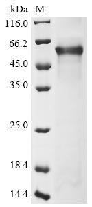 Greater than 85% as determined by SDS-PAGE.Recombinant Human Plexin-B1 (PLXNB1) Protein (His)