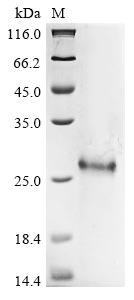 Greater than 90% as determined by SDS-PAGE.Recombinant Human Protein Pml (PML) Protein (His)