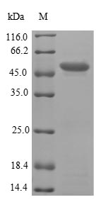 Greater than 90% as determined by SDS-PAGE.
