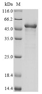 Greater than 85% as determined by SDS-PAGE.