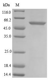 Greater than 85% as determined by SDS-PAGE.