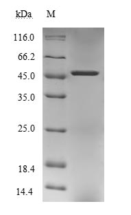 Greater than 85% as determined by SDS-PAGE.Recombinant Human Paraneoplastic Antigen Ma1 (PNMA1) Protein (His-B2M-JD&Myc)