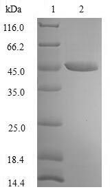 Greater than 90% as determined by SDS-PAGE.Recombinant Human Paraneoplastic Antigen Ma2 (PNMA2) Protein (His)