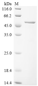 Greater than 90% as determined by SDS-PAGE.Recombinant Human Paraneoplastic Antigen Ma2 (PNMA2) Protein (His&Myc)