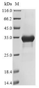 Greater than 85% as determined by SDS-PAGE.Recombinant Human Dna Polymerase Theta (POLQ) Protein (His&Myc)