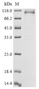 Greater than 85% as determined by SDS-PAGE.Recombinant Human Dna Polymerase Theta (POLQ) Protein (His-SUMO)