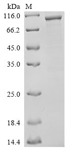 Greater than 85% as determined by SDS-PAGE.Recombinant Human Dna Polymerase Theta (POLQ) Protein (His)