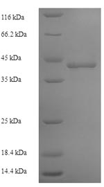 Greater than 90% as determined by SDS-PAGE.Recombinant Human Dna-Directed Rna Polymerase Iii Subunit Rpc1 (POLR3A) Protein (His-SUMO)