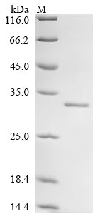 Greater than 90% as determined by SDS-PAGE.Recombinant Human Dna-Directed Rna Polymerase Iii Subunit Rpc1 (POLR3A) Protein (His)