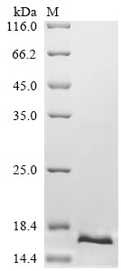 Greater than 90% as determined by SDS-PAGE.