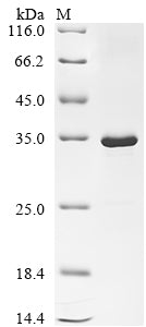 Greater than 90% as determined by SDS-PAGE.Recombinant Escherichia Phage T7 T7 Rna Polymerase (1) Protein (His&Myc)