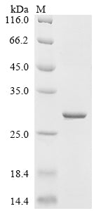 Greater than 85% as determined by SDS-PAGE.Recombinant Escherichia Phage T7 T7 Rna Polymerase (1) Protein (His-KSI)