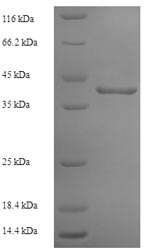 Greater than 90% as determined by SDS-PAGE.
