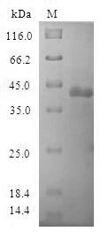 Greater than 90% as determined by SDS-PAGE.