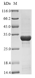 Greater than 85% as determined by SDS-PAGE.Recombinant Human Peroxisome Proliferator-Activated Receptor Delta (PPARD) Protein (His)