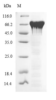 Greater than 85% as determined by SDS-PAGE.