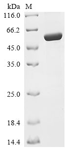 Greater than 85% as determined by SDS-PAGE.Recombinant Mycobacterium Tuberculosis Amidophosphoribosyltransferase (PURF) Protein (His)