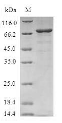 Greater than 90% as determined by SDS-PAGE.