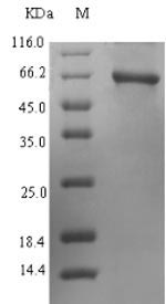 Greater than 90% as determined by SDS-PAGE.