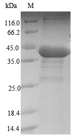 Greater than 90% as determined by SDS-PAGE.Recombinant Human Serine/Threonine-Protein Phosphatase Pp1-Beta Catalytic Subunit (PPP1CB) Protein (His)