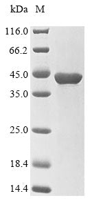 Greater than 85% as determined by SDS-PAGE.Recombinant Human Serine/Threonine-Protein Phosphatase Pp1-Gamma Catalytic Subunit (PPP1CC) Protein (His&Myc)