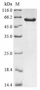 Greater than 85% as determined by SDS-PAGE.