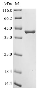 Greater than 90% as determined by SDS-PAGE.Recombinant Human Serine/Threonine-Protein Phosphatase 2A Catalytic Subunit Alpha Isoform (PPP2CA) Protein (His&Myc)