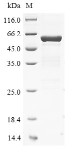 Greater than 85% as determined by SDS-PAGE.Recombinant Human Serine/Threonine-Protein Phosphatase 2A 55 Kda Regulatory Subunit B Beta Isoform (PPP2R2B) Protein (His&Myc)