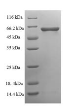Greater than 90% as determined by SDS-PAGE.