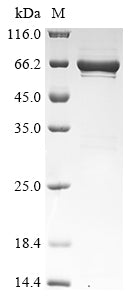 Greater than 85% as determined by SDS-PAGE.Recombinant Human Serine/Threonine-Protein Phosphatase 5 (PPP5C) Protein (His&Myc)