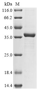Greater than 85% as determined by SDS-PAGE.
