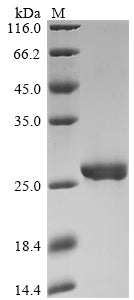 Greater than 90% as determined by SDS-PAGE.Recombinant Human Thioredoxin-Dependent Peroxide Reductase, Mitochondrial (PRDX3) Protein (His)